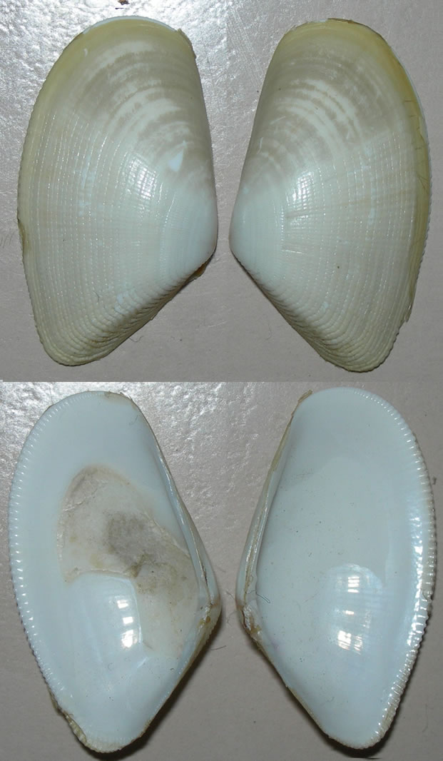 Donax semistriatus